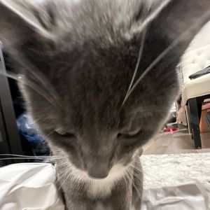 Meet your Posher, Lacie